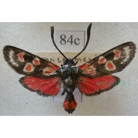 Zygaena occitanica (Villers, 1789) France84c